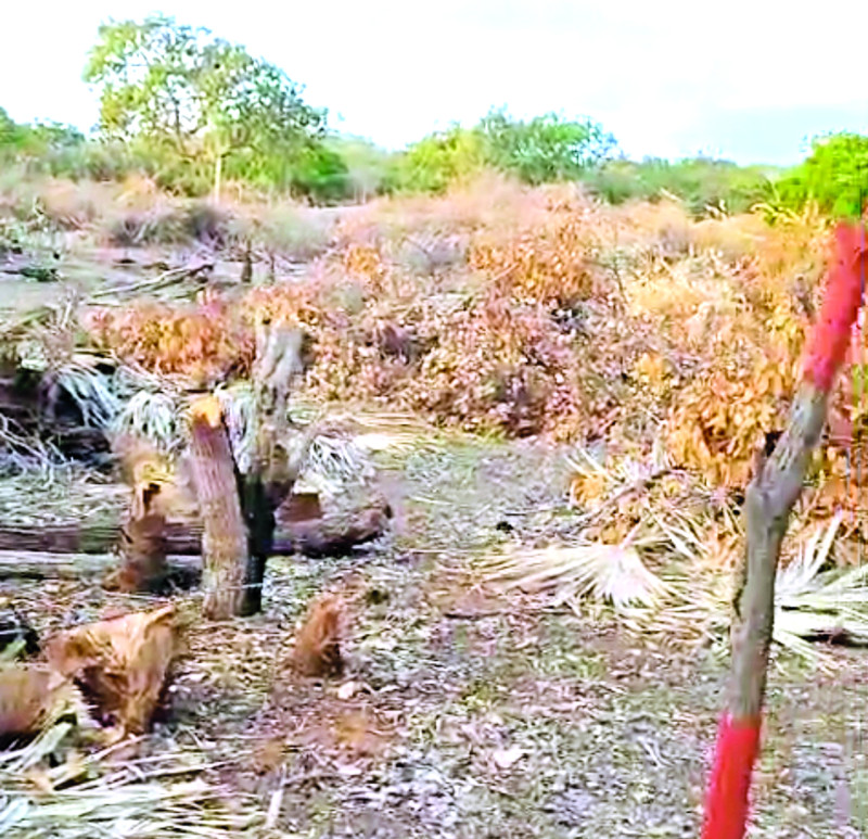 La Destrucción de las Dunas Sigue sin Freno